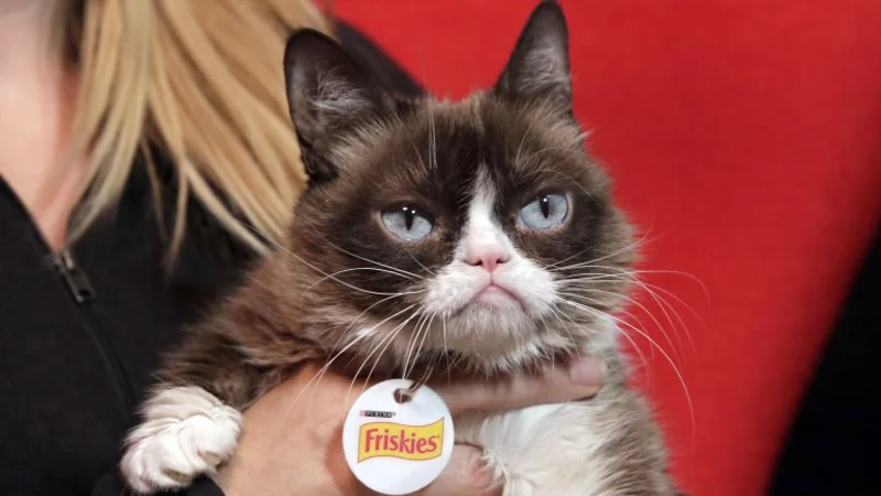 ¡La famosa "Grumpy cat" ganó una demanda histórica!