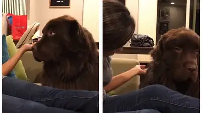 VIRAL: Este perro no quiere perdonar a su dueña VIRAL: Este perro no quiere perdonar a su dueña