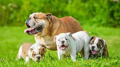 VIRAL: La tierna escena de este padre perruno con sus cachorritos VIRAL: La tierna escena de este padre perruno con sus cachorritos