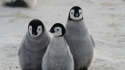 Por la cuarentena, un pingüino se paseó por las calles de Miramar Por la cuarentena, un pingüino se paseó por las calles de Miramar