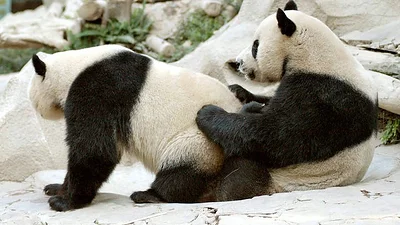 Gracias a la cuarentena, una pareja de pandas volvió a tener sexo después de 10 años sin tocarse Gracias a la cuarentena, una pareja de pandas volvió a tener sexo después de 10 años sin tocarse