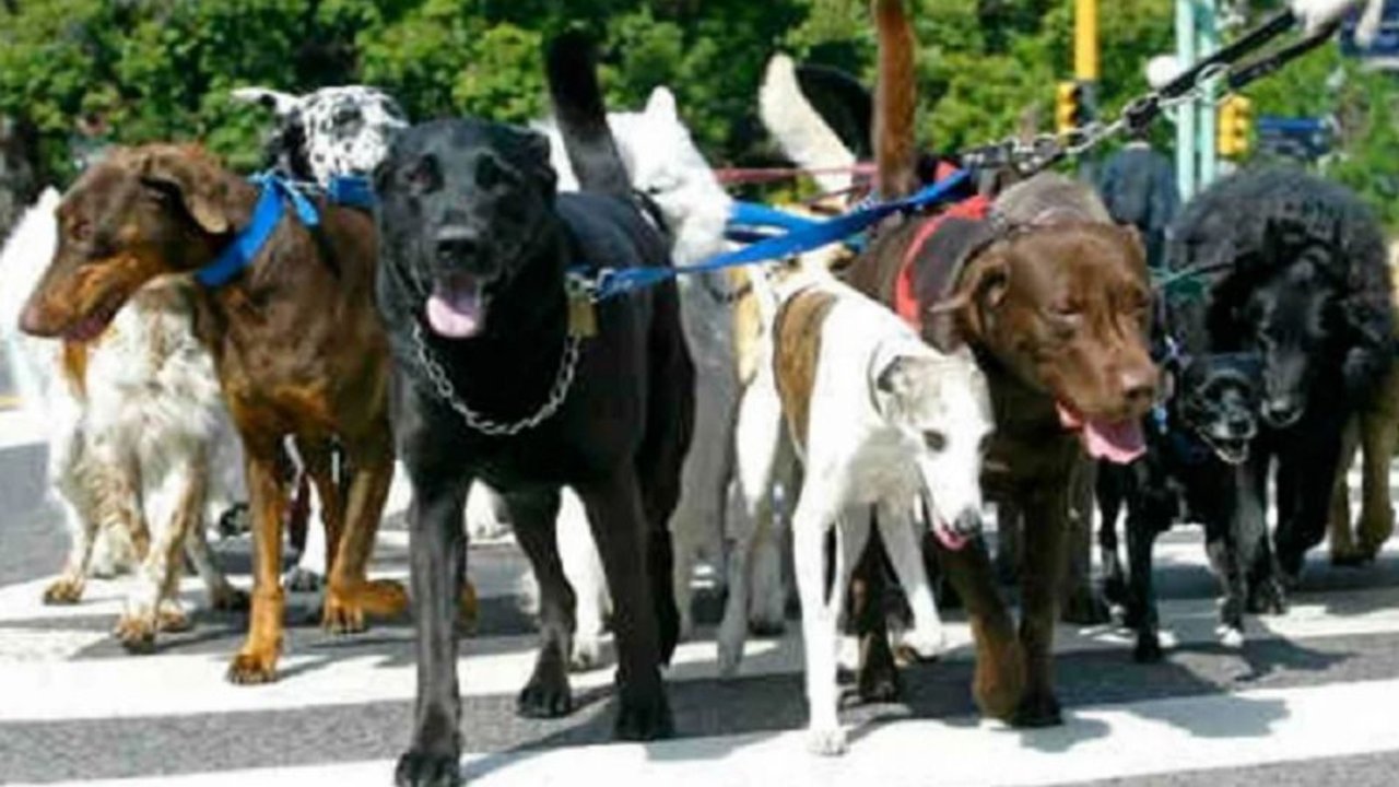 El pedido de los paseadores de perros a Alberto Fernández
