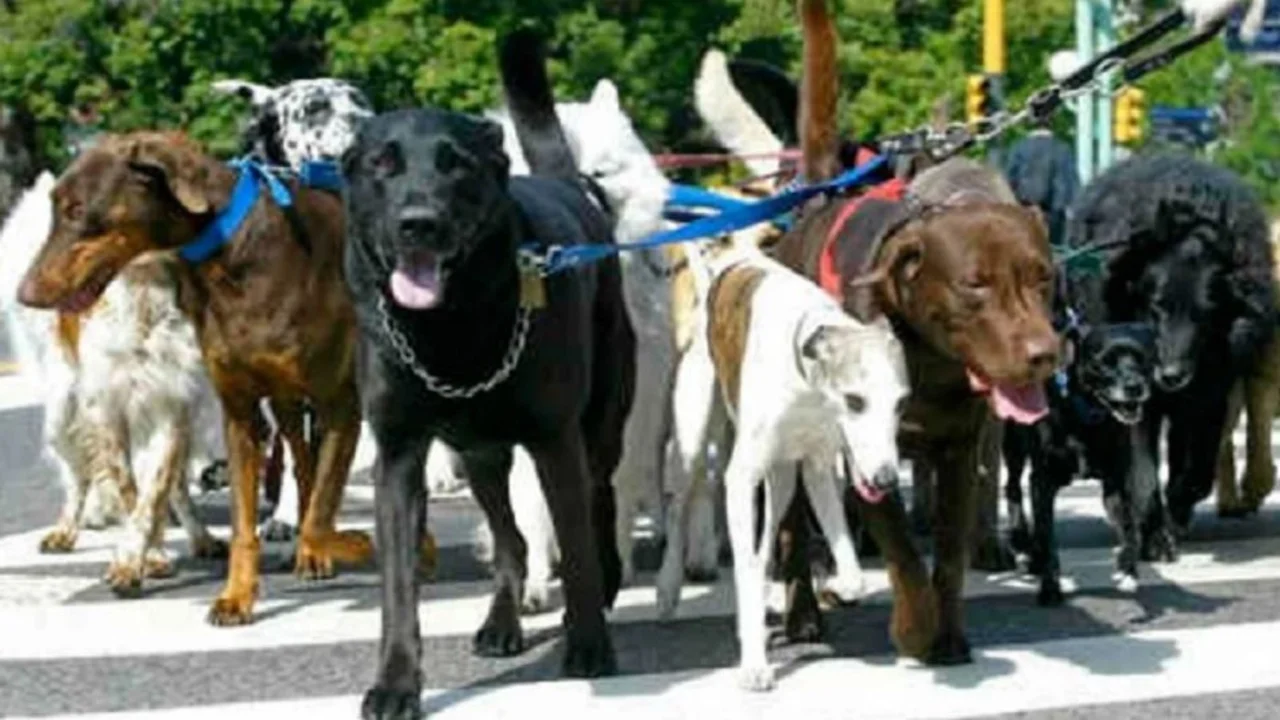 El pedido de los paseadores de perros a Alberto Fernández