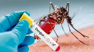 Dengue Dengue