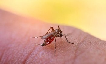 Cuál es la situación epidemiológica del dengue en Argentina actualmente | Salud