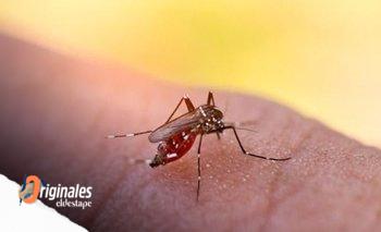 Preocupación por circulación comunitaria de dengue y chikungunya en el AMBA | Salud