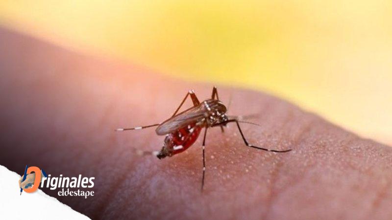 Dengue en el AMBA