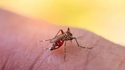 La peor noticia para Argentina en medio de la pandemia: descubrimiento sobre el dengue que alarma La peor noticia para Argentina en medio de la pandemia: descubrimiento sobre el dengue que alarma
