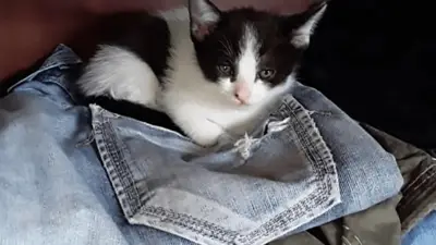 Un hombre mató al gato de su vecino porque le robó una empanada Un hombre mató al gato de su vecino porque le robó una empanada