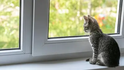 Pruebas indican que los gatos pueden contraer coronavirus pero los dueños no deben preocuparse: por qué Pruebas indican que los gatos pueden contraer coronavirus pero los dueños no deben preocuparse: por qué