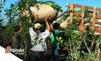 Yerbateros piden apurar el nuevo precio de la yerba con un aumento del 70% | Yerba mate
