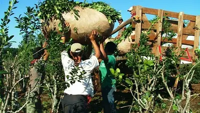 Aumento 30% la importación de yerba mate tras apertura del comercio Aumento 30% la importación de yerba mate tras apertura del comercio