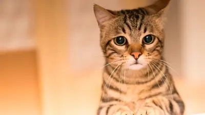 Descubren los primeros casos de contagio de coronavirus en gatos domésticos Descubren los primeros casos de contagio de coronavirus en gatos domésticos