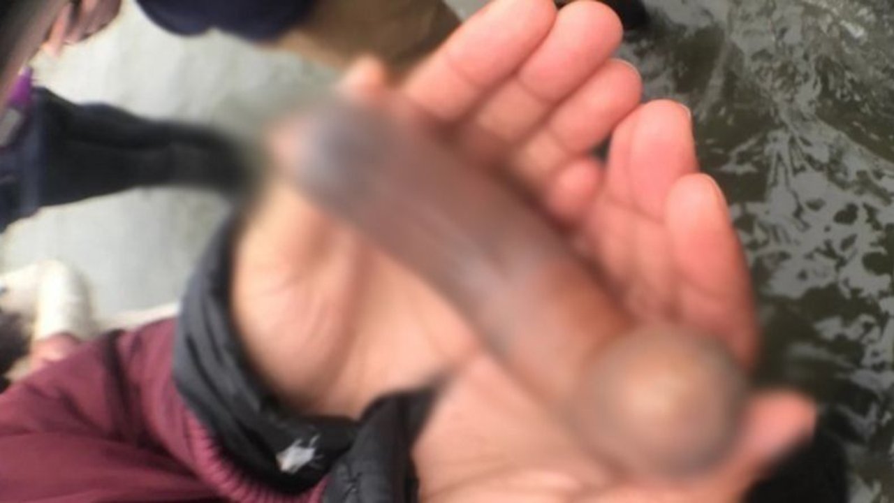 La verdad sobre el "pez pene": es una lombriz que se come y es un manjar gastronómico en Asia