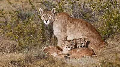 Santiago del Estero: un cazador rompió la cuarentena para matar a un puma y sus dos cachorritos Santiago del Estero: un cazador rompió la cuarentena para matar a un puma y sus dos cachorritos