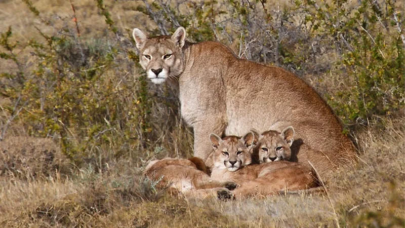 Santiago del Estero: un cazador rompió la cuarentena para matar a un puma y sus dos cachorritos