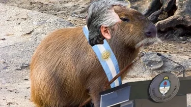 El insólito furor por los carpinchos que lo hace tendencia 