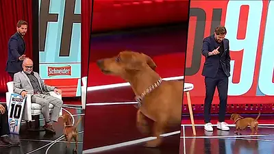 El perro salchicha de Ruggeri atacó al Pollo Vignolo El perro salchicha de Ruggeri atacó al Pollo Vignolo