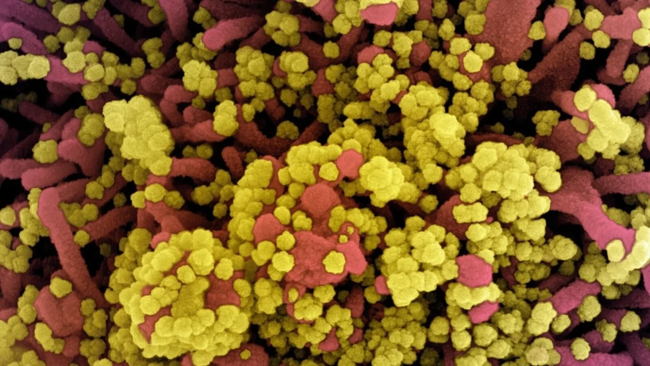 COVID en Brasil: alarma por nueva variante de coronavirus en Belo Horizonte que combina 18 mutaciones