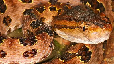 víbora parda venenosa víbora parda venenosa