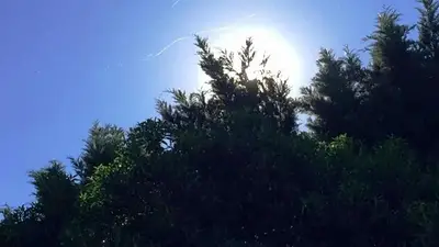 Mar del Plata, lluvia de telas de araña, fenómenos naturales Mar del Plata, lluvia de telas de araña, fenómenos naturales