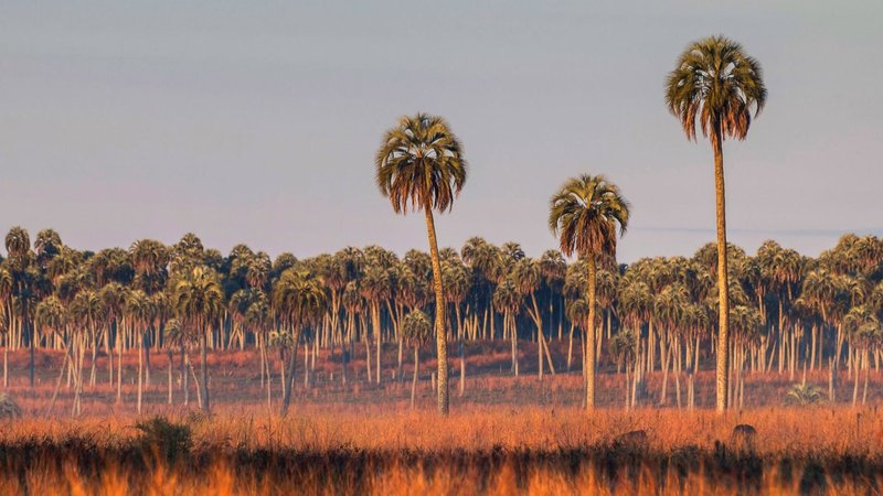 Planeta arrasado: Sólo queda un 3 por ciento de tierra firme intacta