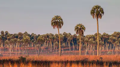 Planeta arrasado: Sólo queda un 3 por ciento de tierra firme intacta Planeta arrasado: Sólo queda un 3 por ciento de tierra firme intacta