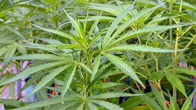 Cannabis. Cannabis.