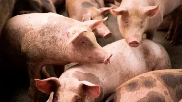 Alerta en Córdoba: registraron 13 casos de triquinosis