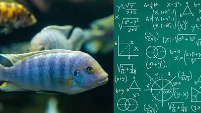 Peces de agua dulce. Peces de agua dulce.