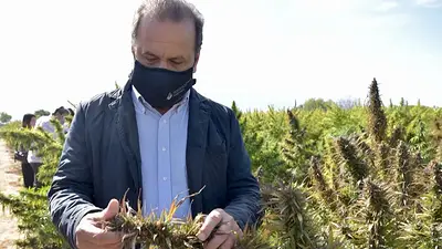 Cannabis: presentaron las primeras variedades de semillas nacionales para uso medicinal Cannabis: presentaron las primeras variedades de semillas nacionales para uso medicinal