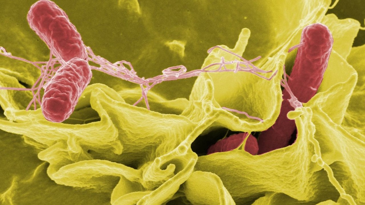 Salmonella: qué es, síntomas y tratamiento. Huevos kinder. Pascuas.
