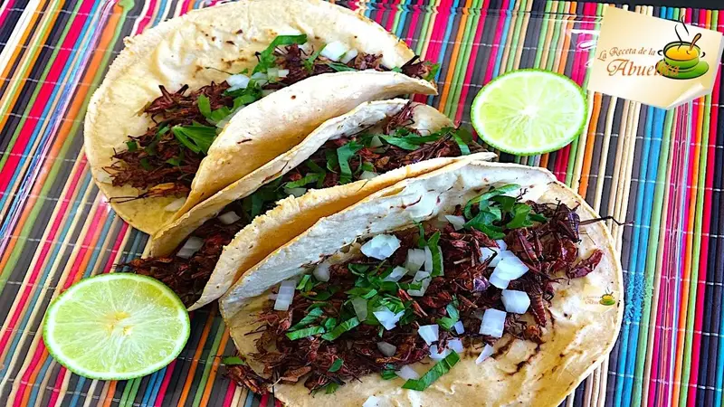 tacos de grillo