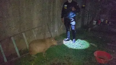 Rescataron a un carpincho desnutrido de una casa de Villa Soldati Rescataron a un carpincho desnutrido de una casa de Villa Soldati