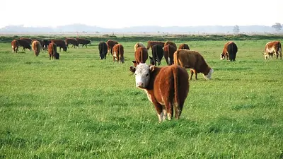 En 2021 se recuperó el stock ganadero y apuestan a mejorar la producción En 2021 se recuperó el stock ganadero y apuestan a mejorar la producción