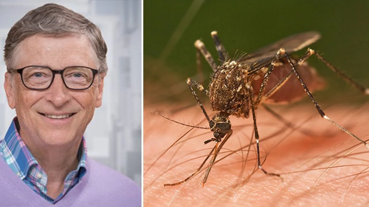 Cómo son los mosquitos asesinos: la extraña estrategia de Bill Gates para controlar la transmisión de enfermedades.