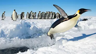 Ofrecen 2000 dólares por contar pingüinos en la Antártida Ofrecen 2000 dólares por contar pingüinos en la Antártida