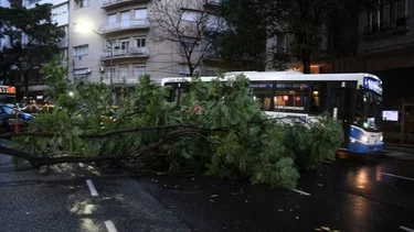 Lo que dejó el temporal en CABA y Conurbano: caída de árboles y destrozos