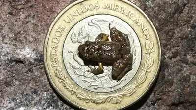 Descubrieron seis nuevas ranas en miniatura en México Descubrieron seis nuevas ranas en miniatura en México