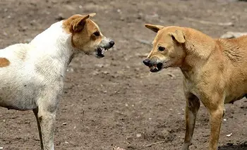 San Juan: la polémica que desató una propuesta para sacrificar perros | San juan 