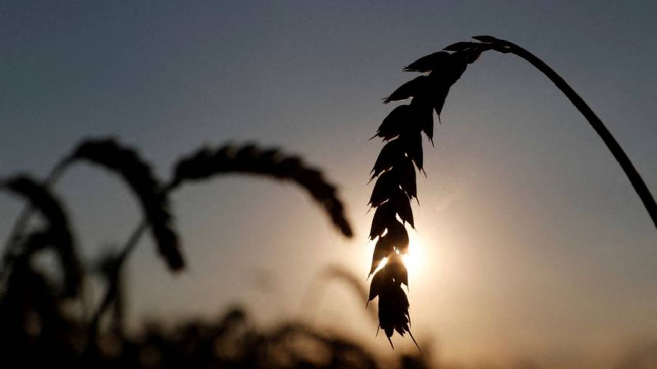 Argentina no vive mayormente del campo: el aporte real a la economía