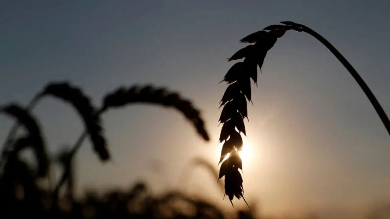 Argentina no vive mayormente del campo: el aporte real a la economía