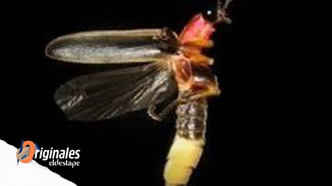 ¿Insectos en extinción?: alerta de entomólogos argentinos y sus posibles efectos