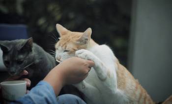 Café con gatos en Buenos Aires: ni bar ni cafetería | Gatoterapia