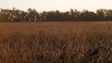 China aprueba importación y comercialización de soja creada en Argentina