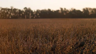 China aprueba importación y comercialización de soja creada en Argentina