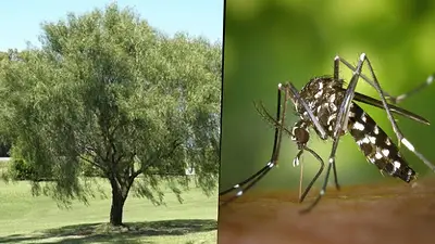 Árbol Aguaribay, repelente de mosquitos natural Árbol Aguaribay, repelente de mosquitos natural