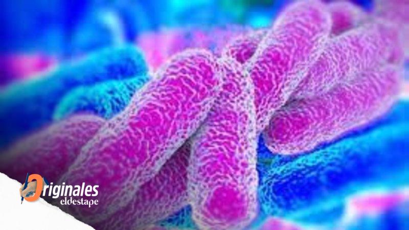 Entre el 7 y el 8% de las bacterias ya son resistentes a los fármacos