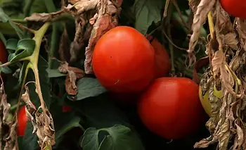 Científicos descubren que las plantas se quejan cuando están estresadas | Ciencia y tecnologia