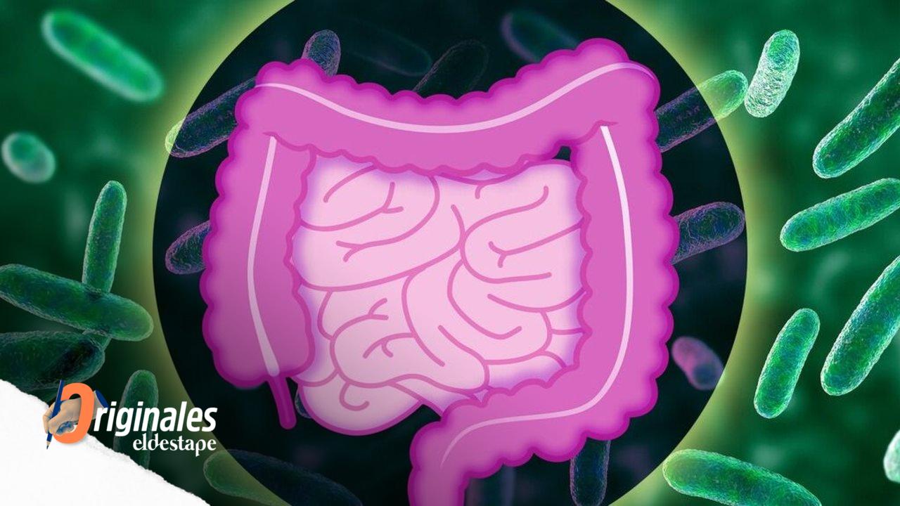 Revelan mecanismos que podrían promover bacterias benéficas en el microbioma humano